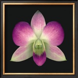 Buy Dendrobium at AllPosters.com