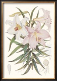 Kramer's Lily