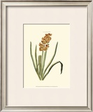 Buy Antique Hyacinth VIII at AllPosters.com