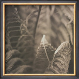 Moonglow II
