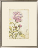 Buy Peony III at AllPosters.com