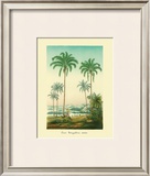 Buy Coco Palm at AllPosters.com