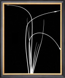 Wild Grasses II