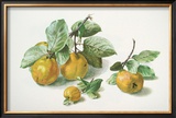Quinces