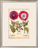 L'Herbier VIII