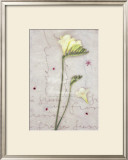 Buy Freesia at AllPosters.com