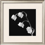 Buy Spring Bells I at AllPosters.com