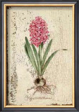Buy Pink Hyacinth at AllPosters.com
