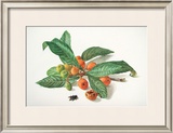 Buy Medlar and Fruit at AllPosters.com