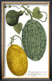 Antique Melons II