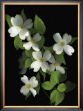 Buy Dogwood at AllPosters.com
