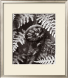 Buy Kindness: Fiddlehead at AllPosters.com