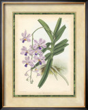 Fitch Orchid V