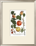 Weinmann Fruits IV
