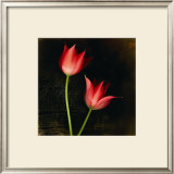 Buy Species Tulips at AllPosters.com