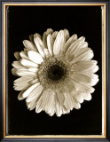 Buy Dahlia at AllPosters.com