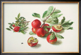 Buy Apples and a Rose at AllPosters.com