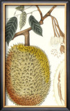 Buy Indonesian Fruits IV at AllPosters.com