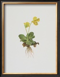 Buy Aurikel at AllPosters.com