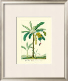 Buy Banana, Musa Sapientum at AllPosters.com