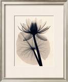 Buy Tropical Water Lily at AllPosters.com