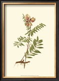 Native Beauty IV