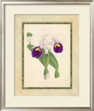 Fitch Orchid I