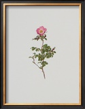 Buy Wild Rose at AllPosters.com
