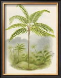 Buy Tree Fern (Hemitelia Lindeni) at AllPosters.com