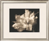 Buy Double Dappled I at AllPosters.com