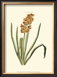 Buy Antique Hyacinth VIII at AllPosters.com