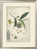 Descube Botanical II