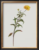 Buy Bullock's Eye at AllPosters.com