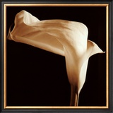 Buy Lily at AllPosters.com
