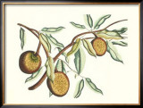 Buy Botanical II at AllPosters.com