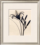 Buy Daylily at AllPosters.com