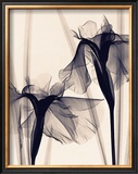 Buy Japanese Iris at AllPosters.com
