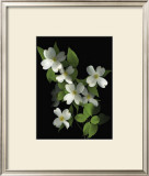 Buy Dogwood at AllPosters.com