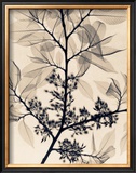 Buy American Elm at AllPosters.com