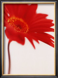 Buy Gerbera, Bright Red on White (detail) at AllPosters.com