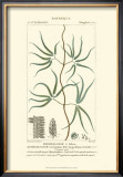 Buy Turpin Botany II at AllPosters.com