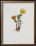 Buy Teufelsauge at AllPosters.com