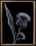 Buy Thistle at AllPosters.com