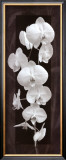 Buy Orchid Opulence II at AllPosters.com