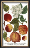 Weinmann Fruits I