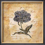 Buy Hydrangea at AllPosters.com