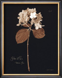 Buy Hydrangea at AllPosters.com