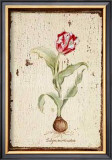 Buy Tulipa Aureicoloris at AllPosters.com