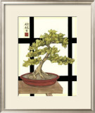 Zen Bonsai III