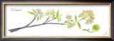 Buy Crabapple Branch at AllPosters.com